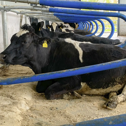 CowSupply Hybride ligbox compleet