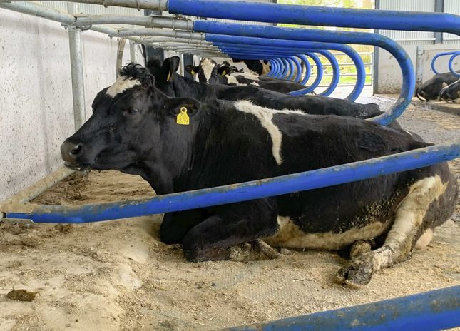 CowSupply Hybride ligbox compleet